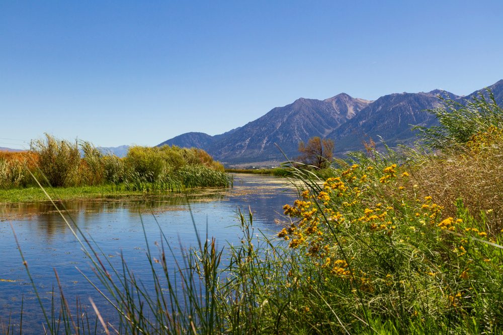 River flows gently through grassy field, bordered by yellow flowers, with distant mountains under a clear blue sky.