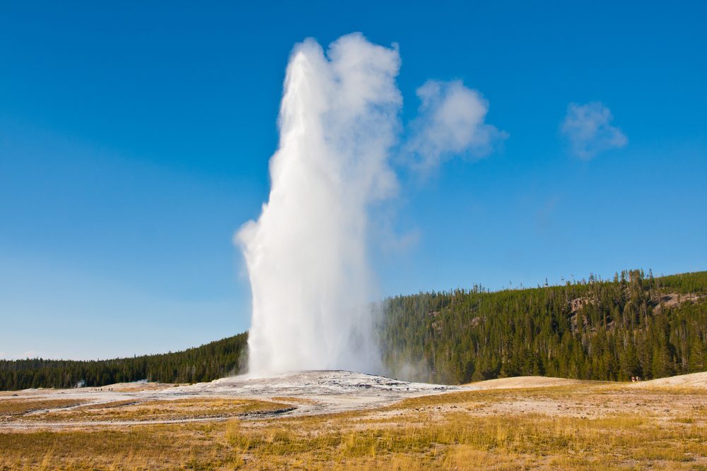 A geyser erupts, shooting water and steam into the air, surrounded by a grassy plain and dense forest under a clear blue sky.