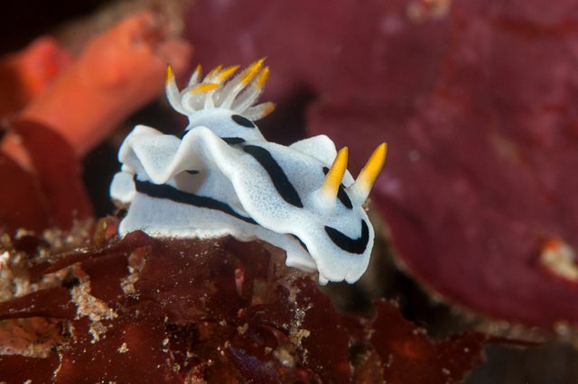 A black and white nudibranch crawls on red algae underwater, displaying yellow-tipped rhinophores and a frilled edge against a blurry seafloor background.