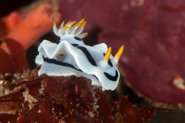 Diana's chromodoris nudibranch, Chromodoris dianae crawls on coral of Bali