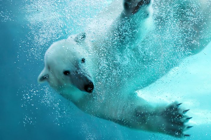 Polar bear attacking underwater with full paw blow details showing the extended claws, webbed fingers and lots of bubbles - bear looking at camera.