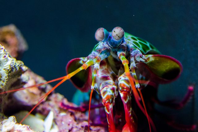 Colorful mantis shrimp, extending its appendages, rests on coral in a vibrant underwater setting.