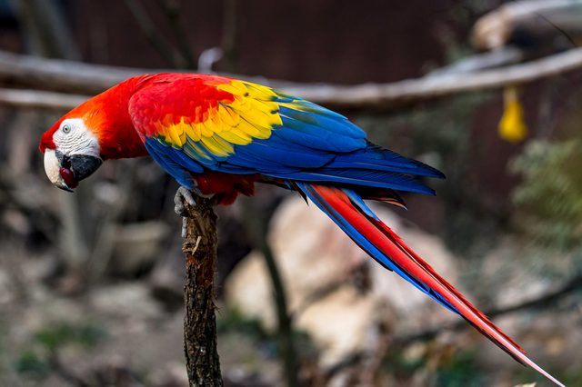A colorful parrot perches on a branch, leaning forward, surrounded by a blurred natural background.