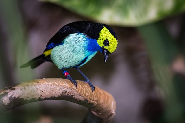 Colorful bird perches attentively on a curved branch surrounded by blurred green foliage.