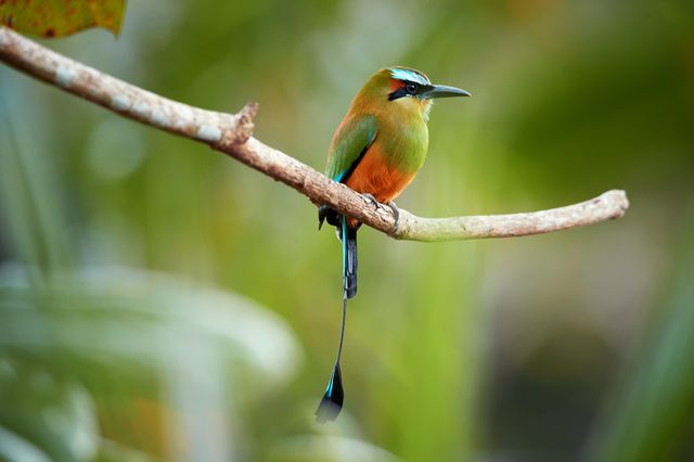 A colorful bird perches on a branch against a blurred green background.
