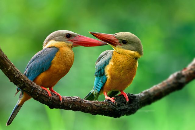 Two colorful kingfishers perch closely on a branch, facing each other, in a lush green environment.
