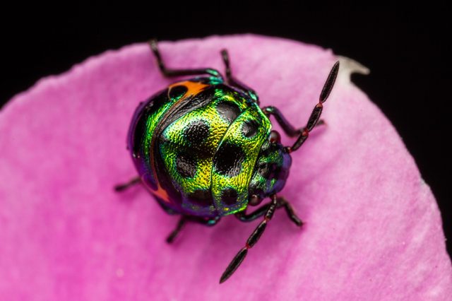 A metallic green beetle rests on a vibrant pink petal, set against a dark background.