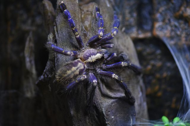 Tarantula with vivid blue legs resting on a textured tree trunk in a dimly lit, natural setting. Small greenery is visible nearby.