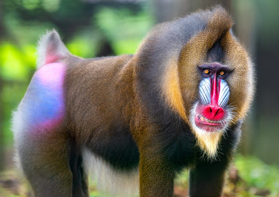 A mandrill stands still, showcasing vibrant facial colors and red nose, in a lush, green forest setting.