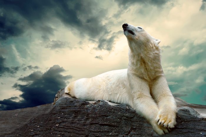 White Polar Bear Hunter on the Ice in water drops.