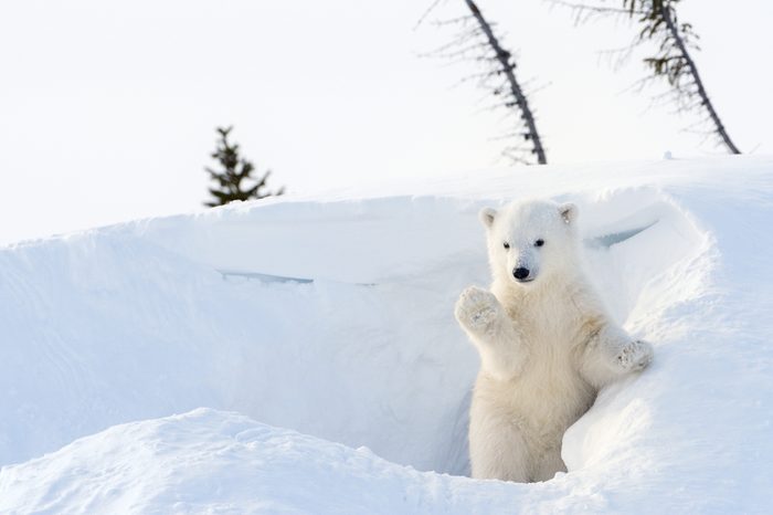 Polar Bear (Ursus maritimus) cub coming out den and playing around, Wapusk national park, Canada.