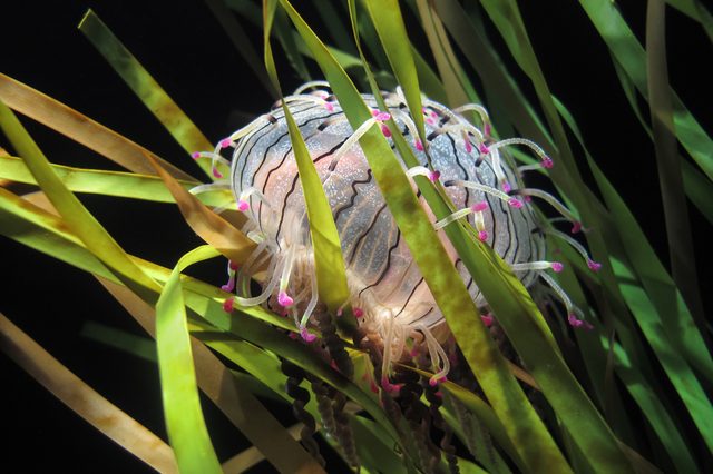 Jellyfish nestled among seagrass strands, displaying flowing tentacles with pink tips, set against a dark underwater environment.