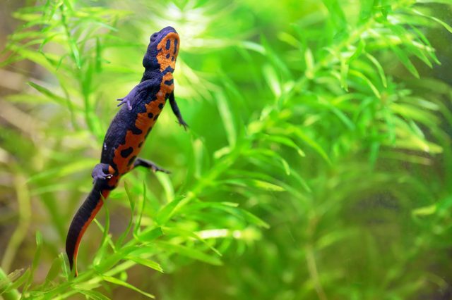 A black and orange newt swims among vibrant green aquatic plants in a lush underwater environment.