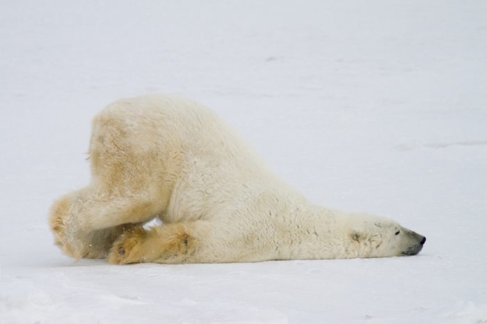 a silly polar bear pushes across the snow on his belly.