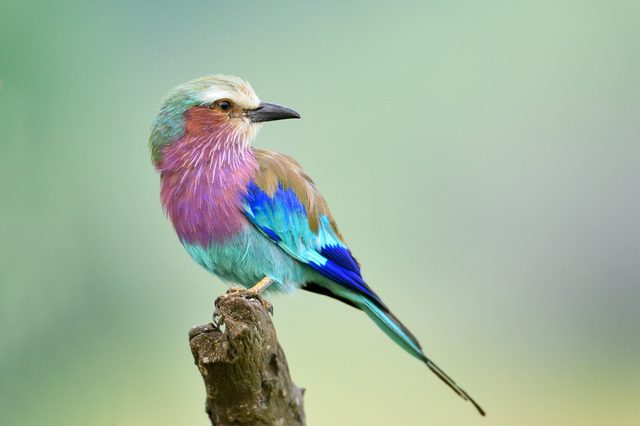 Colorful bird perches on a branch, showcasing vibrant plumage in muted natural surroundings.