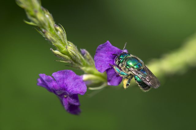 A vivid green bee gathers nectar from bright purple flowers, with a blurred green background.