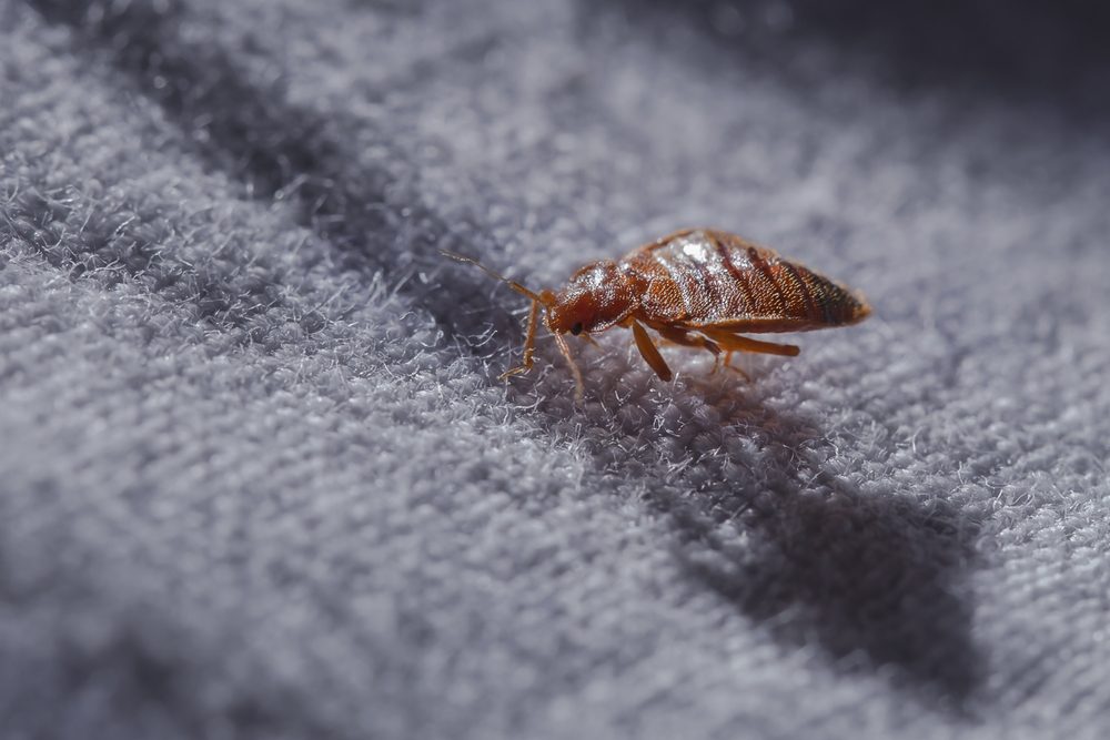 Bed bug on fabric