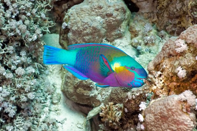Vibrant parrotfish swims among colorful coral reefs in a shallow ocean setting.
