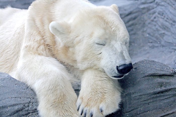 polar bear