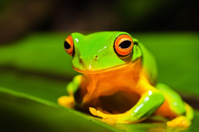 A vibrant green frog with bright orange eyes sits on a leaf in a lush, blurred jungle setting.