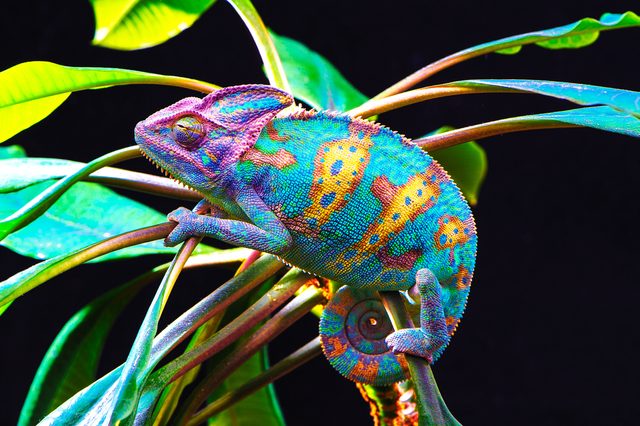 Colorful chameleon clings to leafy branches, displaying vibrant blue and yellow patterns against a dark background.
