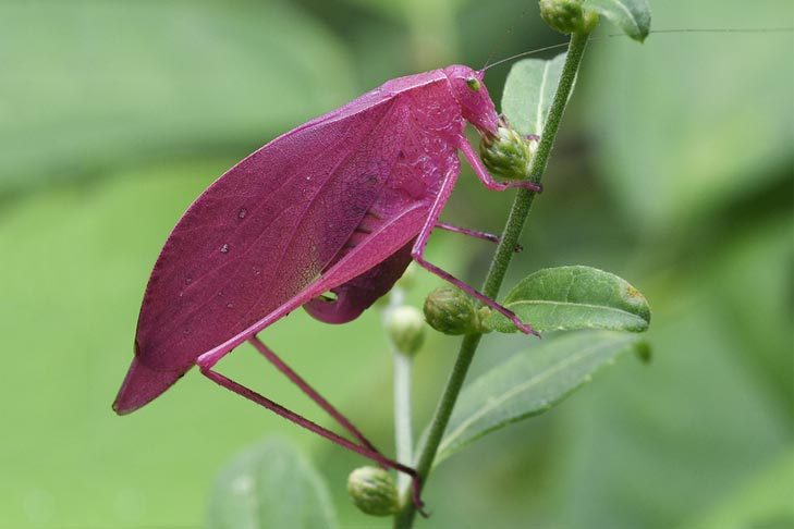A pink katydid perches on a green plant stem, surrounded by leaves and small buds in a natural outdoor setting.