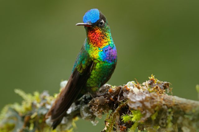 A vibrant hummingbird perches on a lichen-covered branch, displaying iridescent blue, green, and red feathers against a blurred green background.