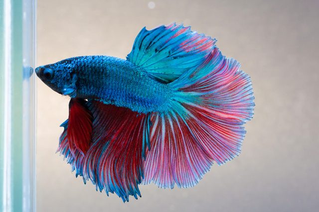 Betta fish displays vibrant blue and red fins, swimming in a clear water aquarium, showcasing its striking colors against a plain background.