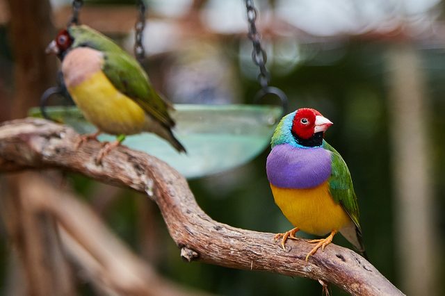 Colorful birds perch on a branch, one features vibrant plumage, against a blurred natural background.