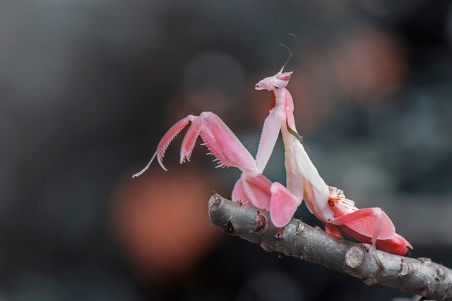 A pink orchid mantis perches on a twig, poised against a blurred, natural background.