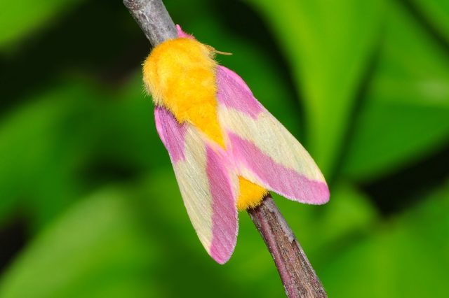 Bright pink and yellow moth rests on a twig with a blurred, leafy green background.
