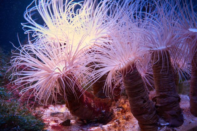 Sea anemones sway gently, their tentacles flowing in a vibrant underwater scene filled with sand, rocks, and colorful plant life.