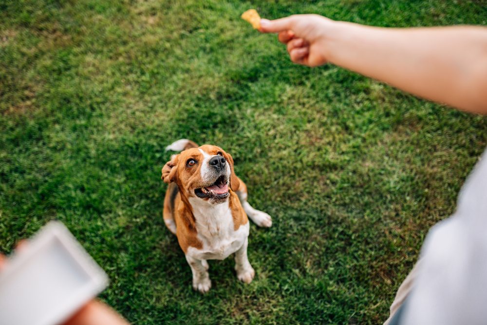 Dog sits attentively as a hand offers a treat, on a grassy lawn.