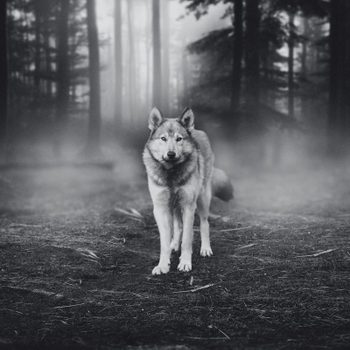 A wolf stands alert in a foggy, dense forest with tall trees and dim lighting.