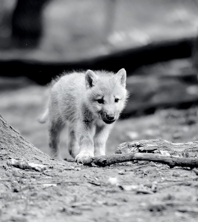 Timber wolf pup