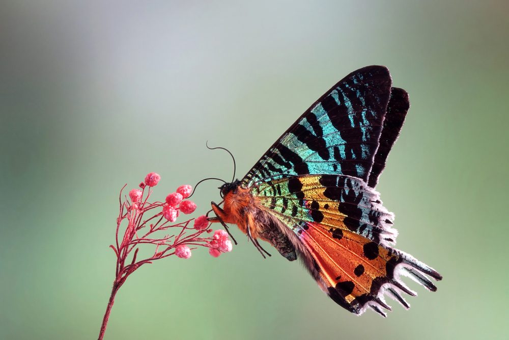 A colorful butterfly perches delicately on pink buds, set against a soft, blurred green background.