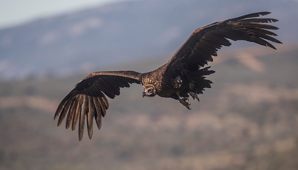 Vulture soars across the sky, wings widespread, against a backdrop of soft-focus mountains and hazy landscape.
