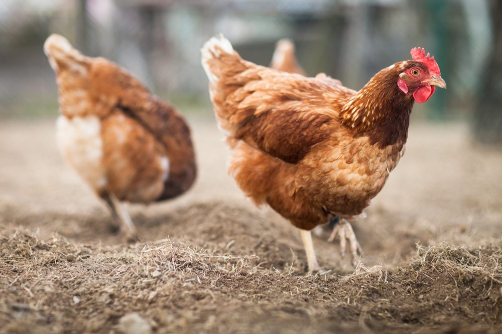 Chicken pecking ground in a blurred outdoor farm setting, with another chicken in the background.