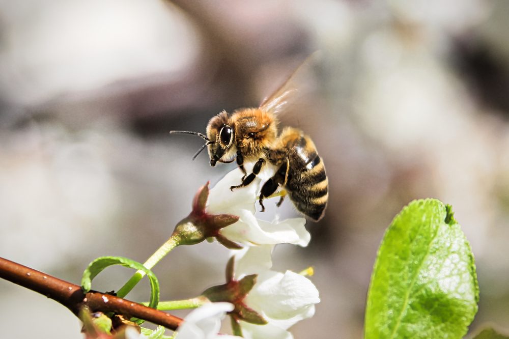 Bee hovering near white flowers with green leaves in a blurred natural background.