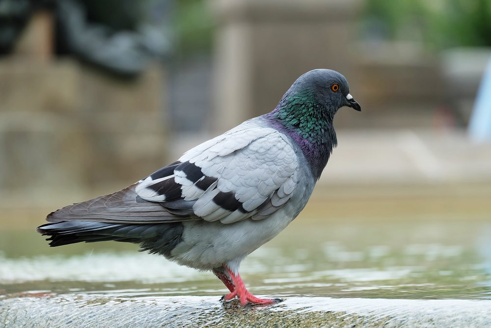 Pigeon stands on wet surface, displaying iridescent neck feathers, in an outdoor urban setting.