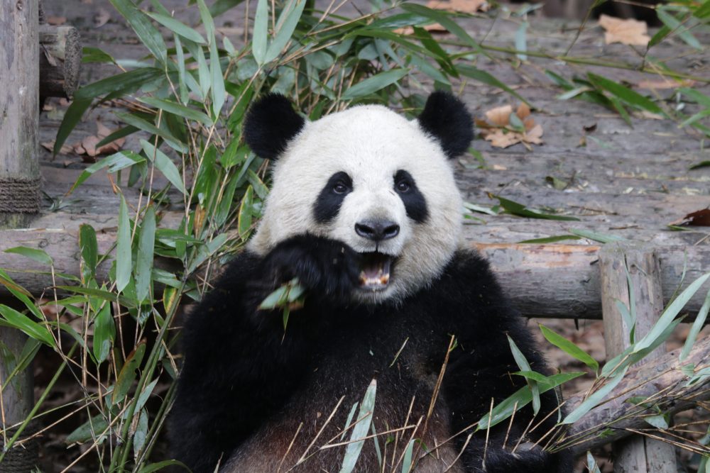 A panda eats bamboo while sitting among wooden logs and greenery, surrounded by leaves and branches.