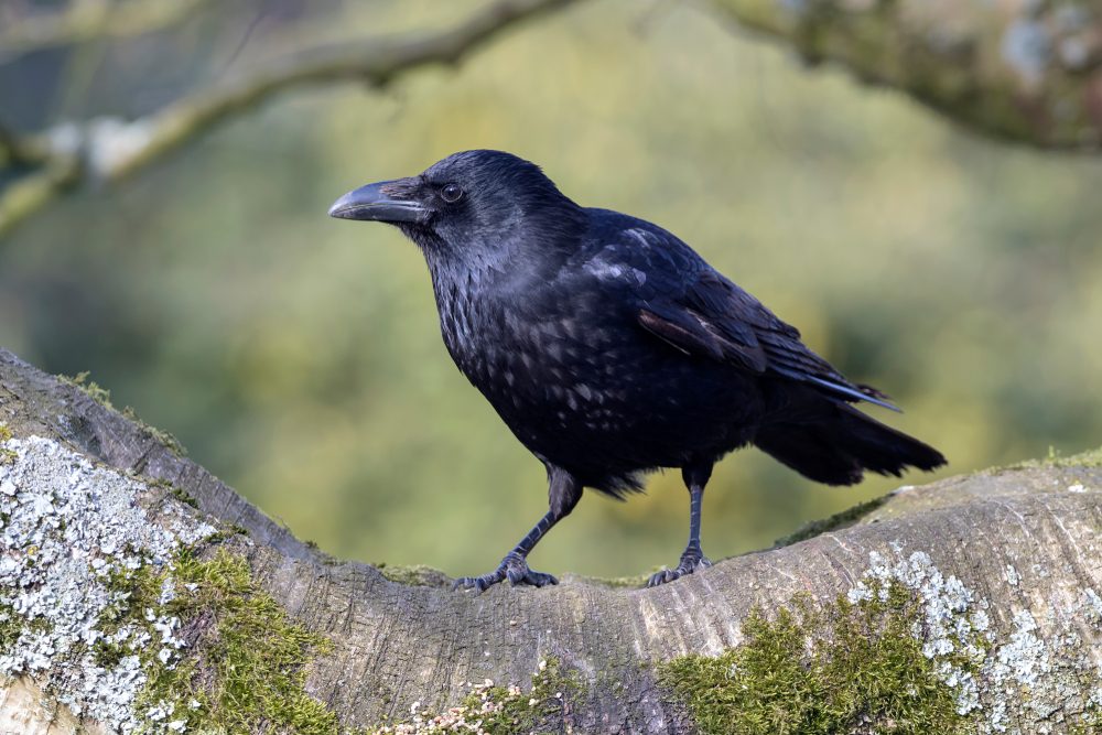 A black crow perched on a moss-covered branch, surrounded by a blurred, leafy green background.