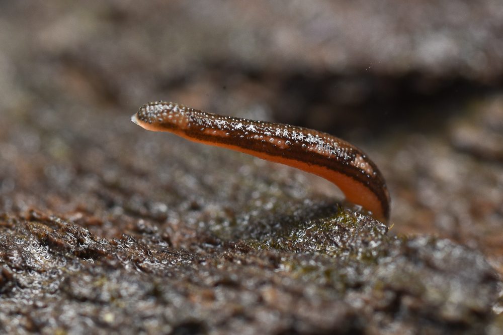 A small leech stretches across a textured, moist wooden surface in a natural outdoor setting.