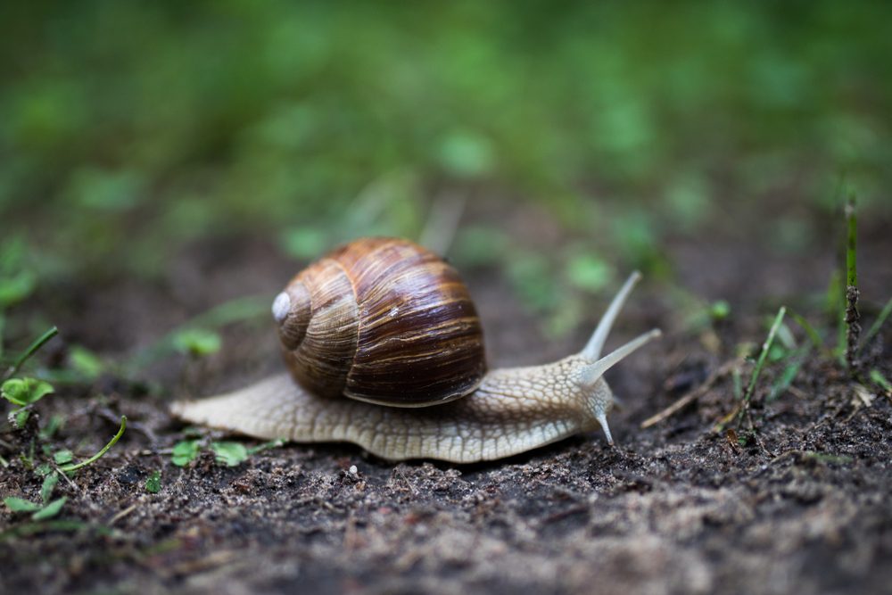 Snail crawls slowly across dirt, surrounded by scattered green grass and a blurred natural background.