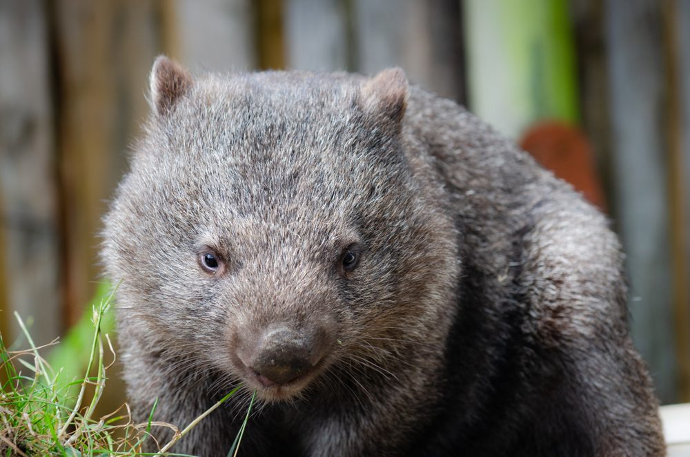 A wombat looks forward, nibbling grass, surrounded by blurred natural wooden and leafy background.