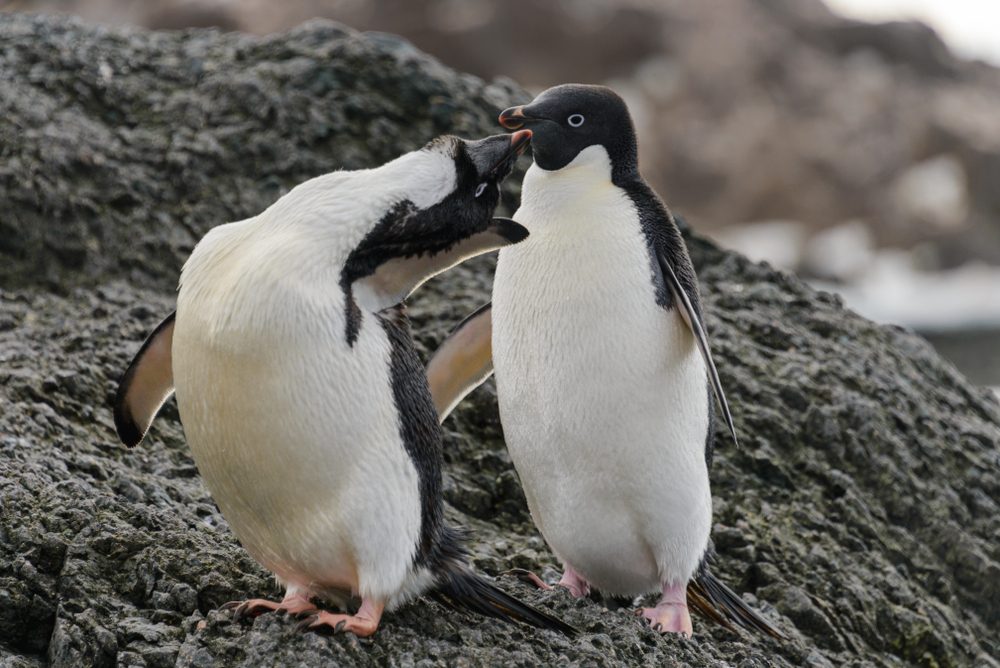 Penguins interact closely on rocky terrain, with one leaning towards the other, displaying social behavior in a natural, rugged environment.