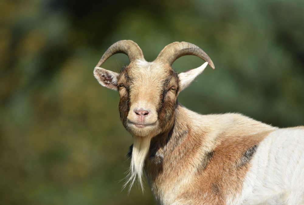 A goat stands calmly, facing forward, in a natural outdoor setting with blurred greenery background.