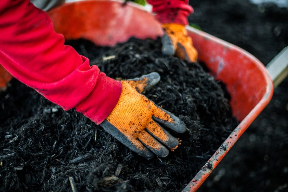 Man with red shirt and orange working gloves is grabbing mulch inside of a red wheelbarrow. Collection that highlights the various landscaping tools, seasonal jobs and tasks.