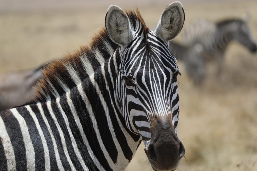Zebra standing, facing forward, in a dry grassy field with another zebra blurred in the background.