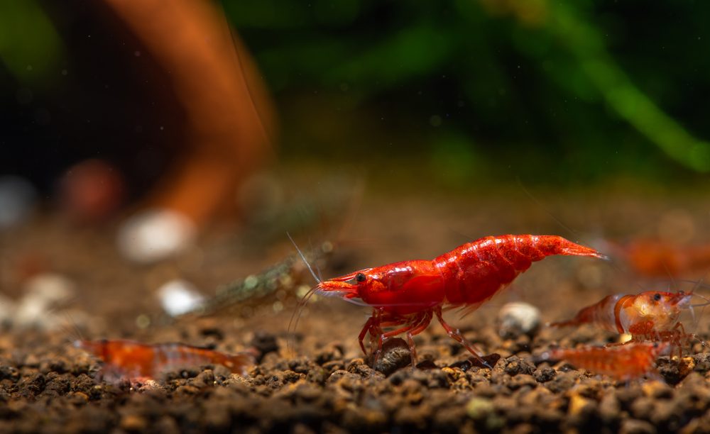 Bright red shrimp crawls on brown pebbles in an aquarium, surrounded by blurred aquatic plants in the background.